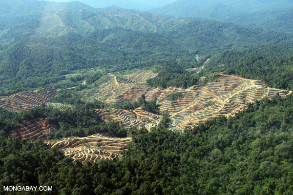 Wie in Indonesien wird auch in Malaysia der Urwald abgeholzt, um Platz für Palmölplantagen zu schaffen (Foto: Mongabay)