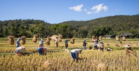 Bessere Zeiten in Chiang Mai. Bauern sammeln nach der Reisernte Reisstroh ein. Dieses Jahr droht in weiten Teilen Thailands die Reisernte auszufallen.  (Foto: Takeaway/Wikipedia)