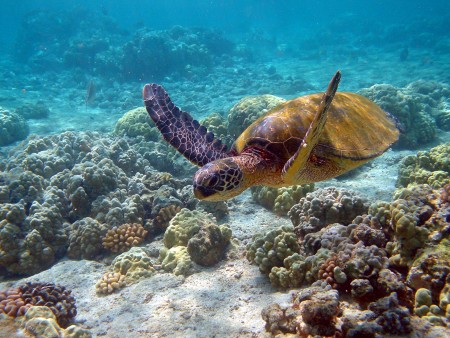 Weisheit der Schildkröte. Dieser Schildkröte scheint der Rückschlag bei den TPP Verhandlungen egal zu sein. Dabei hätte das Abkommen auch die Umweltstandards in vielen Pazifikanrainern verbessert. (Bild: Broken Inaglory/Wikipedia)