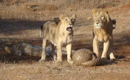 Da staunt der Jäger. Bei Gefahr rollen sich Schuppentiere zu einem Ball auf. Löwen lässt das ratlos zurück. Menschen leider nicht. (Bild: Sandip Kumar / Wikipedia)