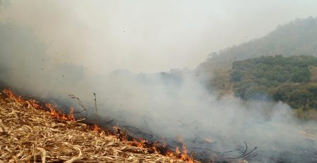 Feinstaubproduktion. Mangels Alternativen wird das Maisstroh direkt auf den Feldern verbrannt und ganz Nordthailand leidet unter Smog. (Foto: zVg)