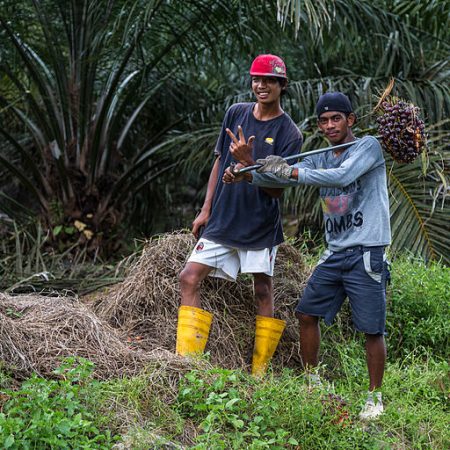 Arbeitsplätze. Diese beiden Arbeiter einer Palmölplantage in Malaysia verdanken ihre Arbeitsplätze auch der EU-Richtlinie zu Biosprit. (Foto: CEphoto, Uwe Aranas / Wikimedia)