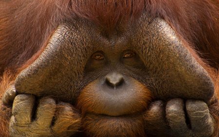 Cost oder Profit Center? Dieser Orang Utan hadert noch mit der doppelten Buchhaltung, betrachtet sich aber als Gewinn für alle. (Foto: Edwin Giesbers / WWF)
